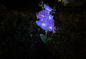 Phalaenopsis Solar Outdoor Garden Light