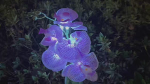 Phalaenopsis Solar Outdoor Garden Light