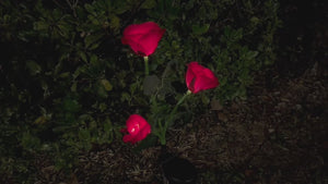 Sweetheart Rose Solar Outdoor Garden Light