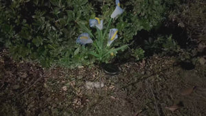 Calla Lilies Solar Outdoor Garden Light